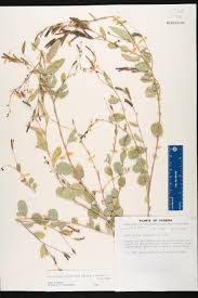 Image result for Phyllanthus ovalifolius