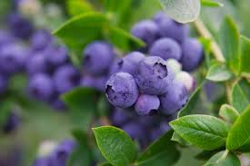 Rund 150 arten von heidelbeeren gibt es in europa und nordasien. Heidelbeersorten Die 35 Besten Fur Den Garten Plantura