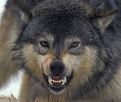 Colton kaiser edc las vegas 2014 discovery project winner bookings/promos: Snarling Wolf Snarling Wolf Wolf Growling Angry Wolf