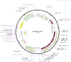 Please note that addgene's sequencing results identified a k183e mutation in the cre protein sequence. Betwayå¿…å¨å®˜ç½'å¹³å°addgene Pretroq Cre Ert2 Betwayå¿…å¨å®˜ç½'å¹³å° Betwaycs Betwayå¿…å¨ç™»å½•å®˜ç½'