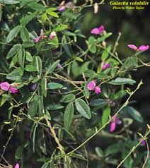 Image result for Galactia