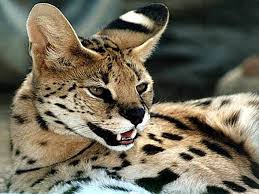 Wild caracal gregory loves mom : Serval Smaller Cheetah Dinoanimals Com