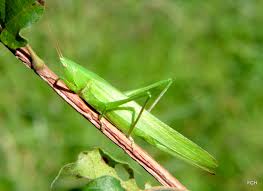 Image result for Ruspolia