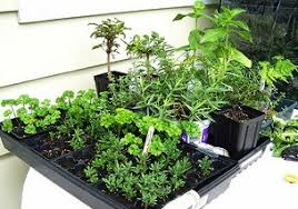 grow your own medicinal herbs and make your own remedies