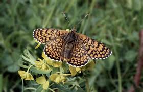 Image result for Melitaea cinxia