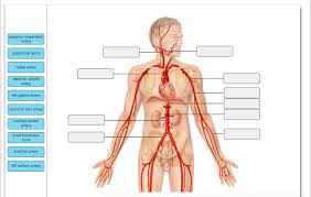 Internal jugular, external jugular cranial nerves (diagram). Solved Superior Mesenteric Artery Abdominal Aorta Radial Chegg Com