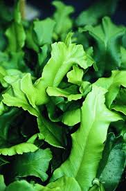 Image result for Asplenium currorii
