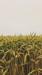 Wheat Farm Plants Green 1080x1920 Wallpaper Field Wallpaper Wallpaper Farm Pictures