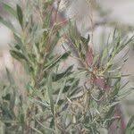 Image result for Pechuel-Loeschea leubnitziae