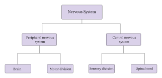 Polish your personal project or design with these nervous system diagram transparent png images, make it even more personalized and more attractive. Lesson Worksheet Organization Of The Nervous System Nagwa