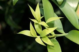 ナギ 凪 梛 竹柏 の木とは 花言葉はつけられていない Horti ホルティ By Greensnap