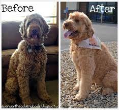 Get Your Dog Ready For The Holidays With Petsmartgrooming Goldendoodle Goldendoodle Puppy Petsmart Grooming