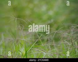 Image result for Cynodon nlemfuensis