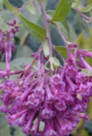 Image result for Cestrum × cultum