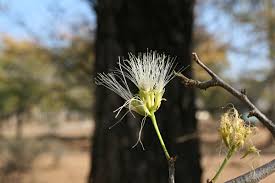 Image result for Albizia anthelmintica