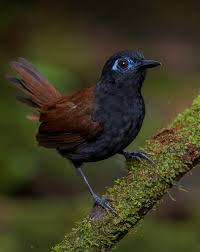 Image result for Bertiera angusiana