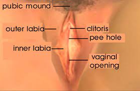 What is the vagina? | Sense.info