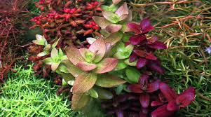 Image result for Bacopa