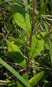 Image result for Polygala senensis