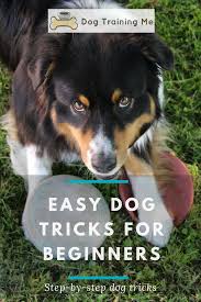 We Know It Is Not Easy To Train Your Dog Tricks So We Ve Picked Some Easy Dog Tricks For Beginners To Help Get You Star Dog Tricks Easy Dog Hacks Dog