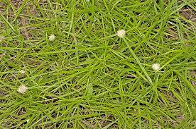 Image result for Kyllinga pumila