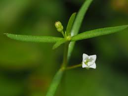 Image result for Oldenlandia