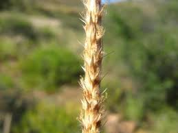 Image result for Anthephora pubescens