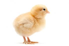 Temukan game terbaru disini semua game online disini gratis disini kamu akan menemukan game keren seperti game berburu game menembak game a. Anak Ayam Stok Foto Anak Ayam Gambar Bebas Royalti Depositphotos
