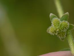 Image result for Cynoglossum lanceolatum