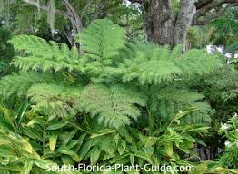 Maybe you would like to learn more about one of these? Australian Tree Fern