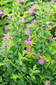 Image result for Cuphea