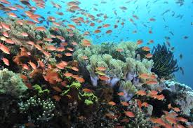 アニラオ ダイビング