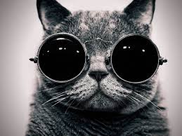 Decorate your laptops, water bottles, notebooks and windows. Crazy Cat Wallpapers Top Free Crazy Cat Backgrounds Wallpaperaccess