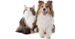 All content is posted anonymously by employees working at wagging tails pet resort. All You Need To Know About Caring For Pets In Dubai Dubai Ofw