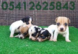 Jack Russel Ucret Kopek Yavru Kopek
