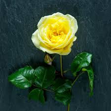 We did not find results for: The Meaning Of Yellow Flowers And When To Send Them The Real Flower Company Blog
