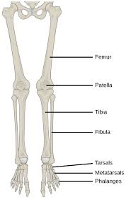 From the chart below, check your measurement against those in the left column and match up to the seat sizes in the right column. Horse Leg Bone Diagram The Distal Limb Bones Of The Equine A Balanced Horse Skeleton Is The Key To Soundness Best Pictures Easy