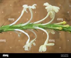 Image result for Chascanum hederaceum