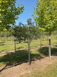 Image result for Artabotrys collinus