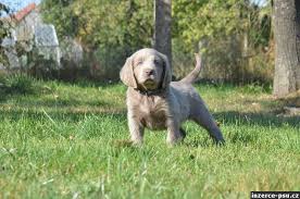 Image result for výmarský dlouhosrstý ohař