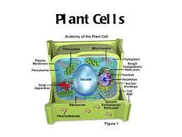We did not find results for: Biology 12 Cell Organelles