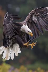 Birds That Start With Bu Predator Of The Sky Eagle Raptor Birds Of Prey Bald Eagle Eagle Pictures