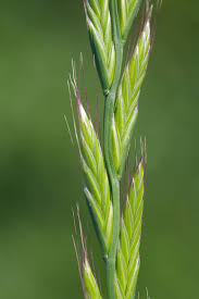 Image result for Lolium multiflorum