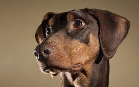 We did not find results for: Hd Wallpaper Adult Black And Tan Doberman Pinscher Dogs Face Eyes Ears Wallpaper Flare