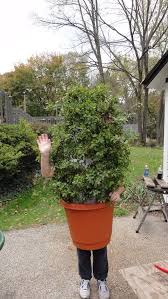 Shrub Bush Plant Costume Tree Halloween Costume Tree Costume Scary Kids Costumes