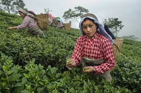 Review of the book 'the darjeeling distinction: Top 7 Darjeeling Tea Gardens In India Jayshree Blog