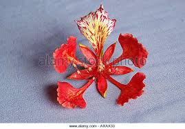 Pin On Gulmohar
