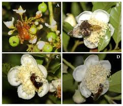 When a bee buzzes from flower to flower of the same species, grains of pollen are transferred to a flower's stigma, pollinating the plant. Agronomy Free Full Text Nocturnal Bees As Crop Pollinators Html