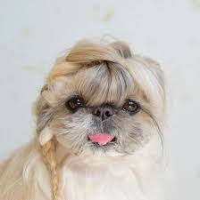 The owner adorns the dog with a pink bow and a necklace to go. This Dog S Hair Is Honestly Better Than Mine