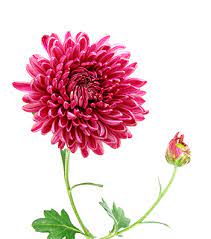 Yellow Chrysanthemum Flower Meaning Best Flower Wallpaper